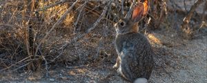 Preview wallpaper hare, animal, cute, wildlife