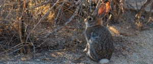 Preview wallpaper hare, animal, cute, wildlife