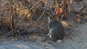 Preview wallpaper hare, animal, cute, wildlife