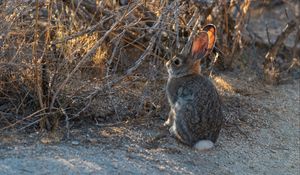 Preview wallpaper hare, animal, cute, wildlife