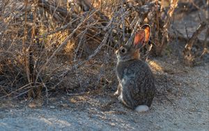 Preview wallpaper hare, animal, cute, wildlife