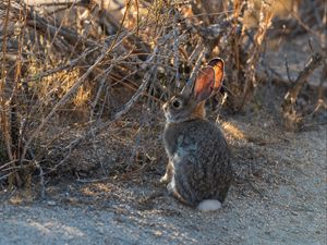 Preview wallpaper hare, animal, cute, wildlife