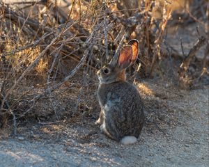 Preview wallpaper hare, animal, cute, wildlife