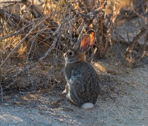 Preview wallpaper hare, animal, cute, wildlife