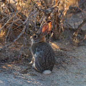 Preview wallpaper hare, animal, cute, wildlife