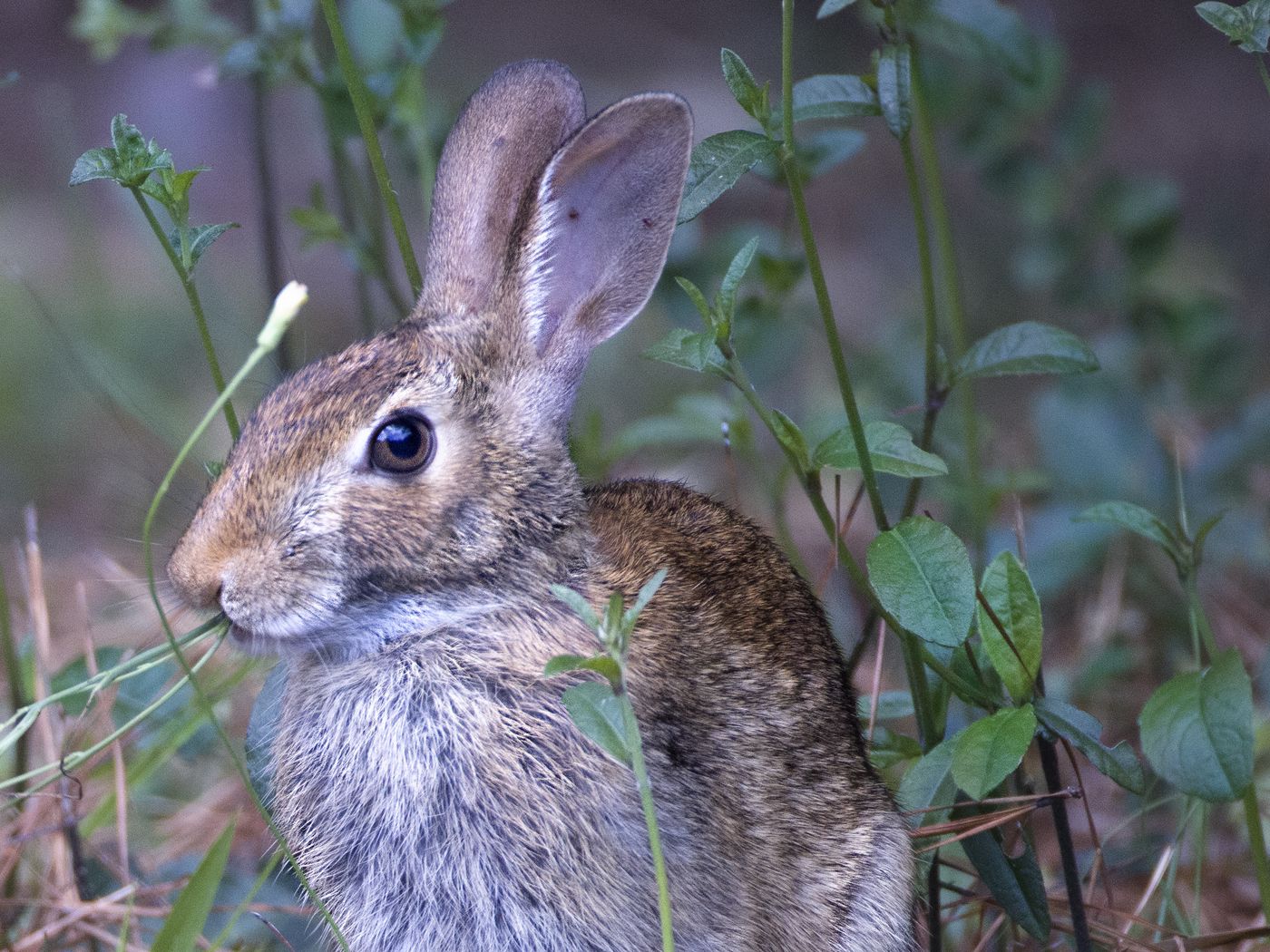 1400x1050 Wallpaper hare, animal, ears, wildlife, grass