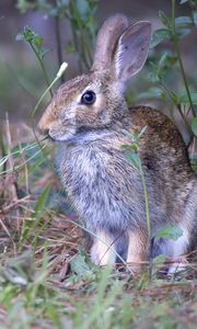 Preview wallpaper hare, animal, ears, wildlife, grass