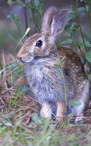 Preview wallpaper hare, animal, ears, wildlife, grass