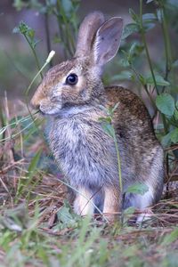 Preview wallpaper hare, animal, ears, wildlife, grass