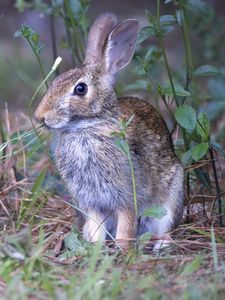 Preview wallpaper hare, animal, ears, wildlife, grass