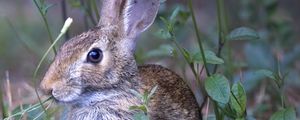 Preview wallpaper hare, animal, ears, wildlife, grass