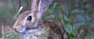 Preview wallpaper hare, animal, ears, wildlife, grass