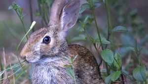 Preview wallpaper hare, animal, ears, wildlife, grass