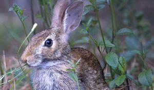 Preview wallpaper hare, animal, ears, wildlife, grass