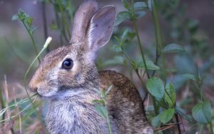 Preview wallpaper hare, animal, ears, wildlife, grass