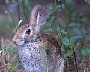 Preview wallpaper hare, animal, ears, wildlife, grass