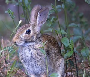 Preview wallpaper hare, animal, ears, wildlife, grass