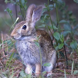 Preview wallpaper hare, animal, ears, wildlife, grass