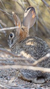 Preview wallpaper hare, animal, ears, wildlife