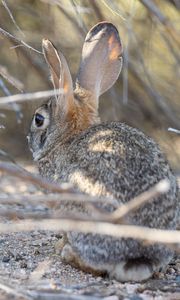 Preview wallpaper hare, animal, ears, wildlife