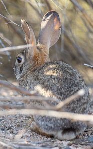 Preview wallpaper hare, animal, ears, wildlife