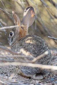 Preview wallpaper hare, animal, ears, wildlife