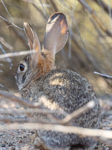 Preview wallpaper hare, animal, ears, wildlife