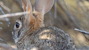 Preview wallpaper hare, animal, ears, wildlife