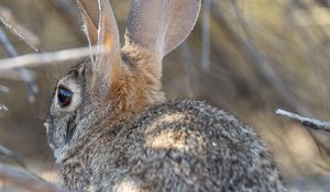 Preview wallpaper hare, animal, ears, wildlife