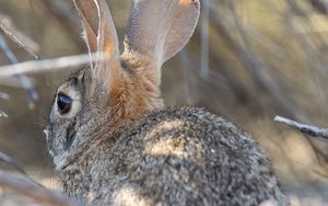 Preview wallpaper hare, animal, ears, wildlife