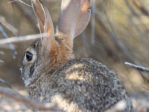 Preview wallpaper hare, animal, ears, wildlife