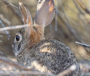 Preview wallpaper hare, animal, ears, wildlife