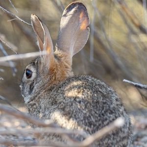 Preview wallpaper hare, animal, ears, wildlife