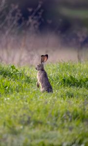 Preview wallpaper hare, animal, ears, grass, wildlife