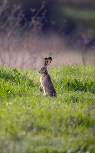 Preview wallpaper hare, animal, ears, grass, wildlife