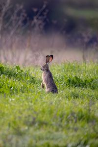 Preview wallpaper hare, animal, ears, grass, wildlife