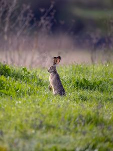 Preview wallpaper hare, animal, ears, grass, wildlife