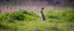 Preview wallpaper hare, animal, ears, grass, wildlife