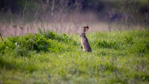 Preview wallpaper hare, animal, ears, grass, wildlife