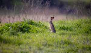 Preview wallpaper hare, animal, ears, grass, wildlife