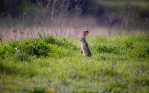 Preview wallpaper hare, animal, ears, grass, wildlife