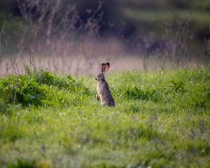 Preview wallpaper hare, animal, ears, grass, wildlife