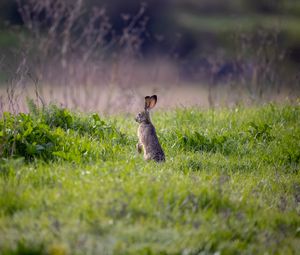 Preview wallpaper hare, animal, ears, grass, wildlife