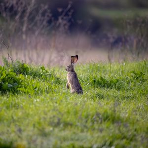 Preview wallpaper hare, animal, ears, grass, wildlife
