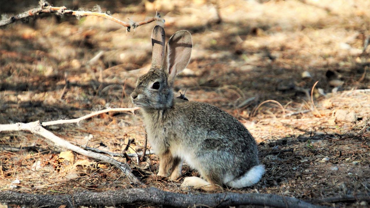 Wallpaper hare, animal, fluffy, branch