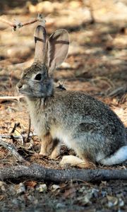 Preview wallpaper hare, animal, fluffy, branch