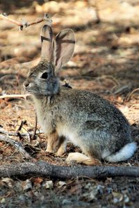 Preview wallpaper hare, animal, fluffy, branch