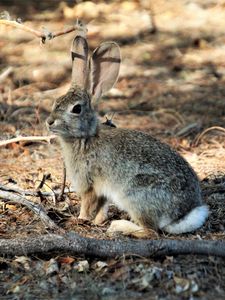 Preview wallpaper hare, animal, fluffy, branch