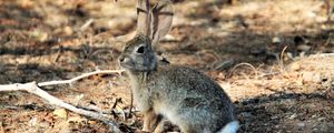 Preview wallpaper hare, animal, fluffy, branch