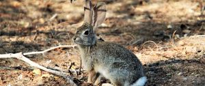 Preview wallpaper hare, animal, fluffy, branch